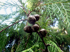 Cupressus torulosa