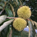Chinese Chestnut - Photo (c) Joanna Brichetto, some rights reserved (CC BY-NC), uploaded by Joanna Brichetto