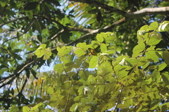 Troides amphrysus amphrysus