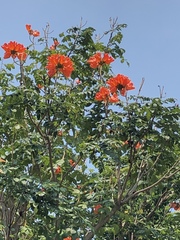 Spathodea campanulata