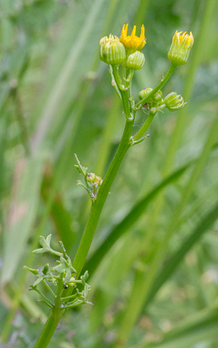 Great Plains Ragwort