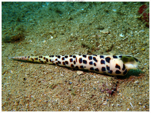 Terebra subulata observed 2026-07-13