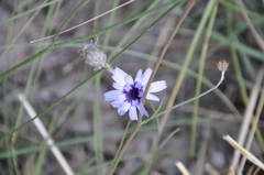 Catananche