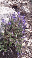 Veronica capsellicarpa