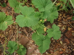 Pelargonium vitifolium