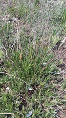 Convolvulus holosericeus