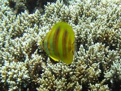 Chaetodon rainfordi