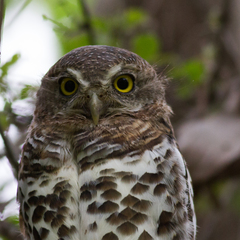 Glaucidium capense