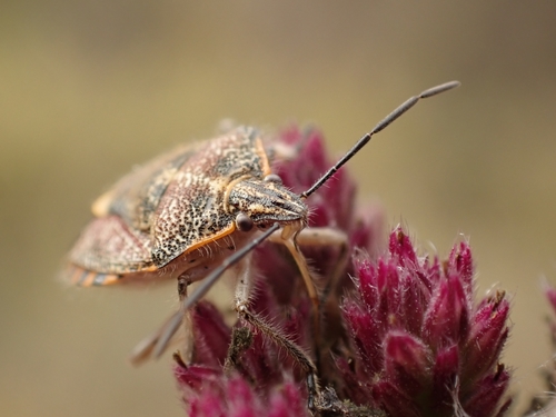 Sunflower Seed Bug