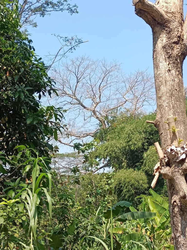 Indian kapok (Bombax ceiba)