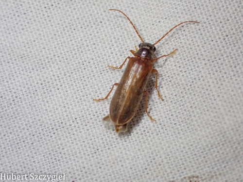 iNaturalist observation photo of Anorus