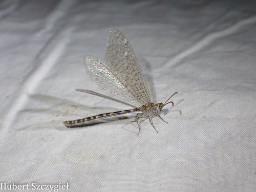 iNaturalist observation photo of Antlions and Owlflies