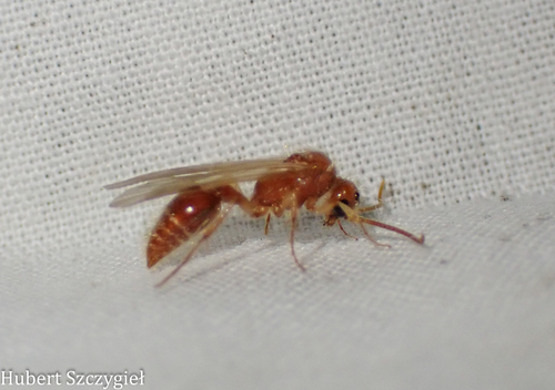 iNaturalist observation photo of Ants, Bees, Wasps, and Sawflies