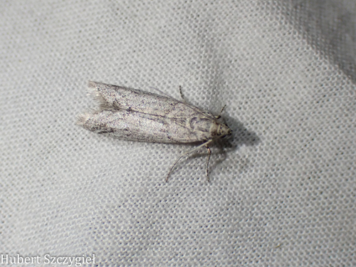 iNaturalist observation photo of Pyralid Snout Moths