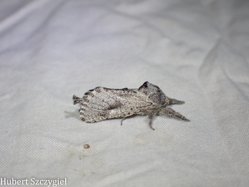 iNaturalist observation photo of Givira