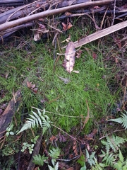 Isolepis reticularis