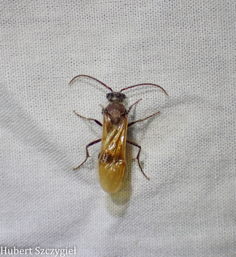 iNaturalist observation photo of Nocturnal velvet ants