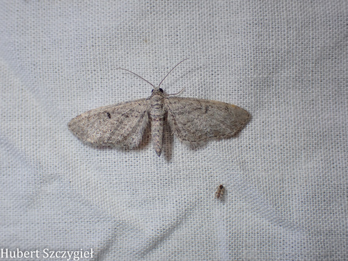 iNaturalist observation photo of Pug Moths