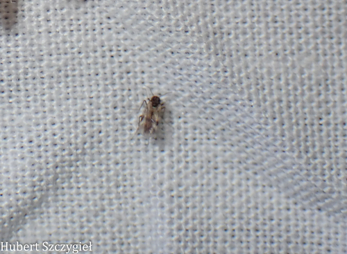 iNaturalist observation photo of Biting Midges