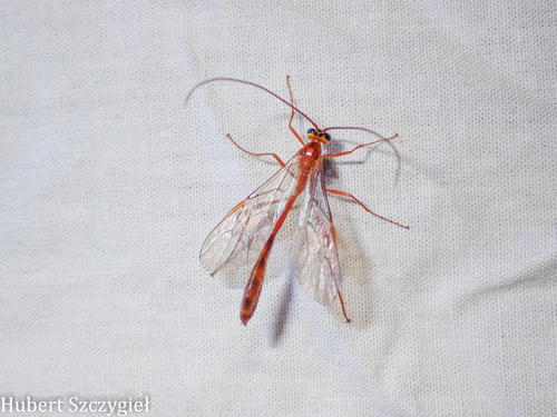 iNaturalist observation photo of Enicospilus