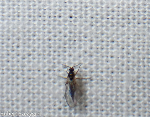 iNaturalist observation photo of Fungus Gnats and Gall Midges