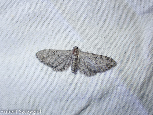 iNaturalist observation photo of Pug Moths