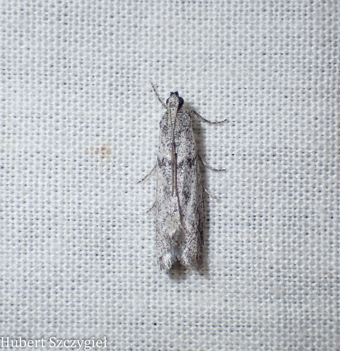 iNaturalist observation photo of Phycitini