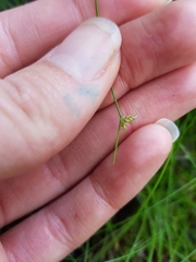 Isolepis reticularis