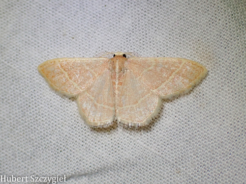 iNaturalist observation photo of Chlorochlamys