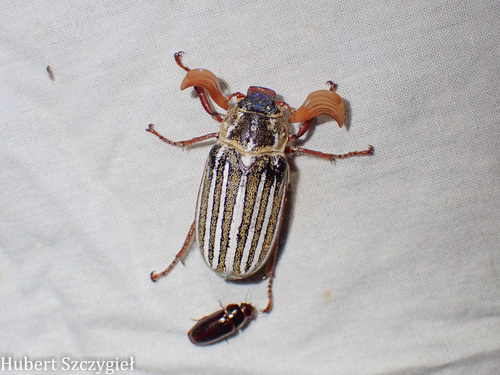 iNaturalist observation photo of Ten-lined June Beetle