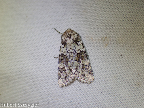 iNaturalist observation photo of Lacinipolia