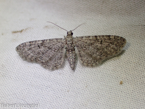 iNaturalist observation photo of Pug Moths