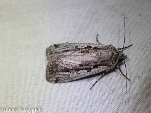 iNaturalist observation photo of Euxoa