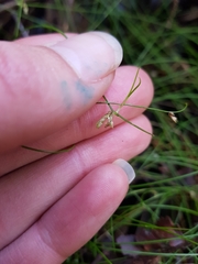 Isolepis reticularis