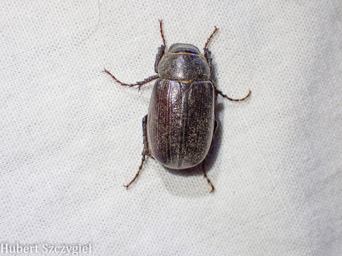 iNaturalist observation photo of June Beetles