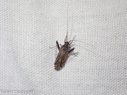 iNaturalist observation photo of Phytocoris