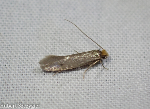 iNaturalist observation photo of Tineinae
