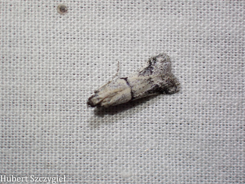 iNaturalist observation photo of Phycitini