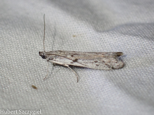 iNaturalist observation photo of Phycitini