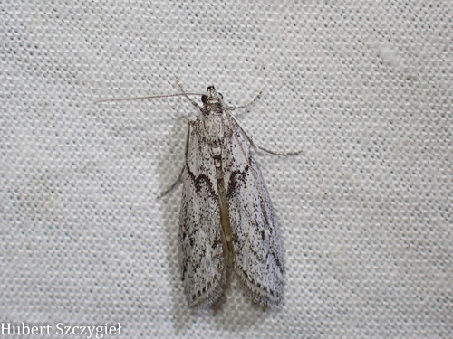 iNaturalist observation photo of Phycitini
