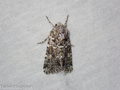 iNaturalist observation photo of Lacinipolia