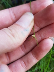 Isolepis reticularis