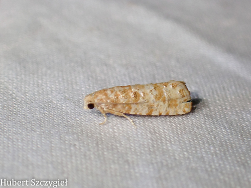 iNaturalist observation photo of Olethreutine Leafroller Moths
