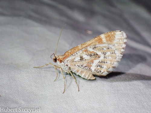 iNaturalist observation photo of Stamnodes marmorata
