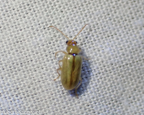 iNaturalist observation photo of Luperini