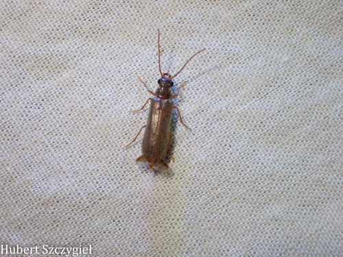 iNaturalist observation photo of Anorus