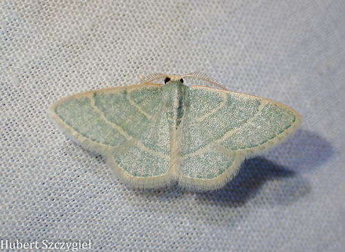iNaturalist observation photo of Chlorochlamys
