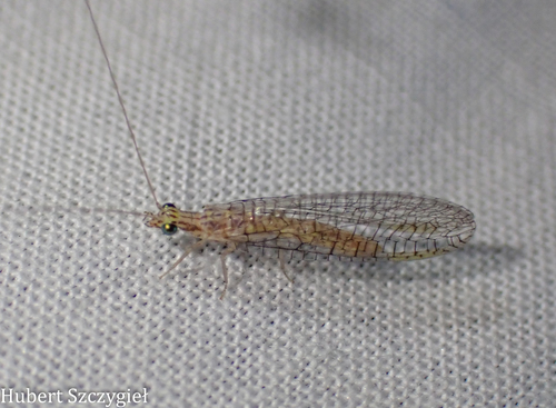 iNaturalist observation photo of Chrysopini