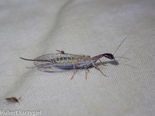iNaturalist observation photo of Agulla bicolor