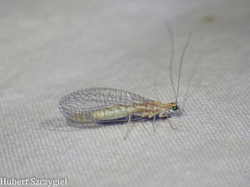 iNaturalist observation photo of Chrysopini